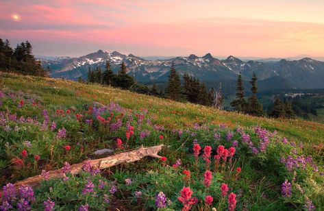 Mountain Field, pink celosia #hills #field #mountains #flowers 3d and abstract #1080P #wallpaper #hdwallpaper #desktop Desktop Wallpaper Summer, Notebook Wallpaper, Google Backgrounds, Nature Desktop Wallpaper, Frühling Wallpaper, Nature Desktop, Field Wallpaper, Wallpaper Macbook, Desktop Background Images