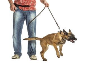 Dog Whining, Reactive Dog, Belgian Shepherd, Leash Training, Thyroid Gland, Aggressive Dog, Dog Info, Bad Dog, Pet Hacks