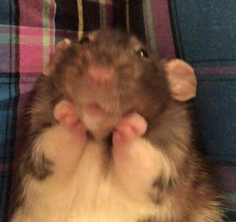 Cute Rats, Pet Rats, Reaction Memes, Hamsters, Rodents, Reaction Pics, Mice, Rats, Funny Animals