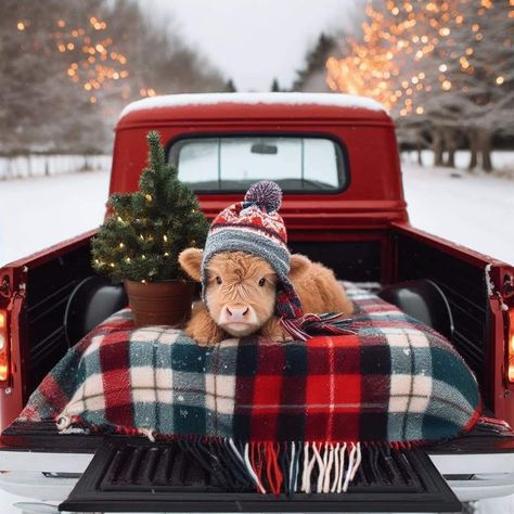 Christmas Highland Cow Wallpaper, Highland Cow Christmas Pictures, Highland Cow Christmas Wallpaper, Christmas Cow Wallpaper, Christmas Highland Cow, Highland Cow Wallpaper, Western Christmas Wallpaper, Highland Cows, Cow Photography