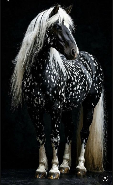 Beautiful Horses Rare, Rare Horse Colors, Big Horse Breeds, Horse Age, Percheron Horses, Wild Horses Mustangs, Horse Markings, Akhal Teke Horses, Rare Horses