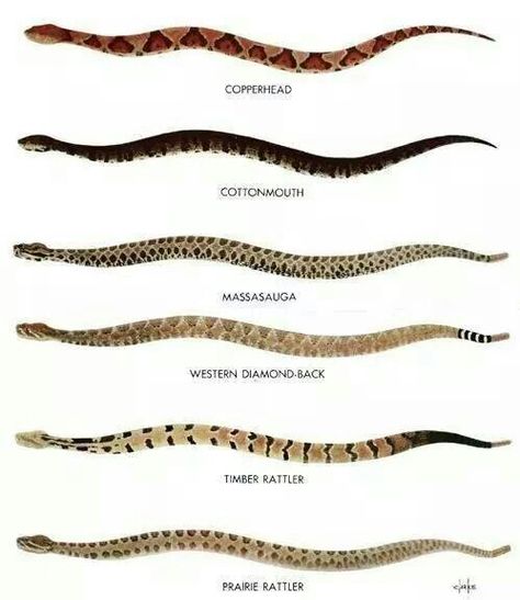 Snake Types - East Texas Texas Snakes, Types Of Snakes, Poisonous Snakes, Survival Life Hacks, Snake Venom, Survival Life, Baby Moccasins, Emergency Prepping, Wilderness Survival