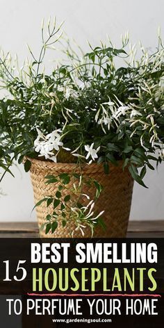 Fragrance Plants Indoor, House Plant Ideas Indoor, Flowering Indoor Houseplants, Houseplant Pots Ideas, Flower Plants For Home, Interior Plants Decoration, Inside House Plants, Succulent Fertilizer, Houseplants Decor