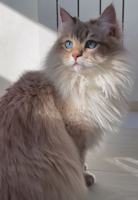 Ragdoll Cat Aesthetic, Cute Small Animals, Image Chat, Cute Cats Photos, Super Cute Animals, Pretty Animals, Fluffy Animals, Fluffy Cat