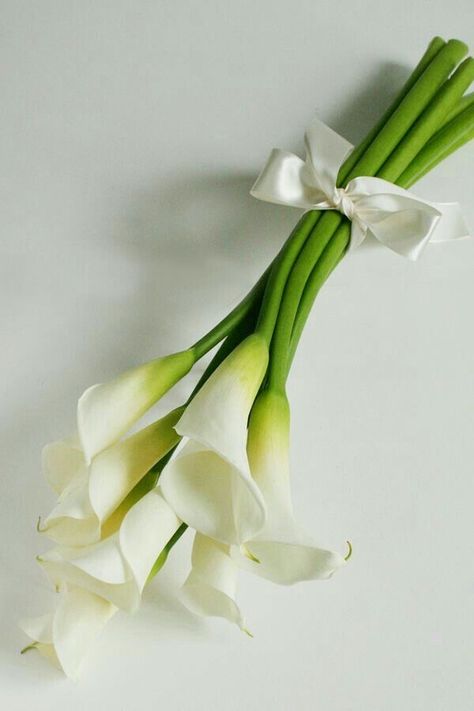 Lilly Bouquet Wedding, Calla Lillies Bouquet, Calla Lily Bridal Bouquet, Lily Bridal Bouquet, Calla Lily Bouquet Wedding, Simple Wedding Bouquets, Calla Lily Bridal, Calla Lily Wedding, Arum Lily