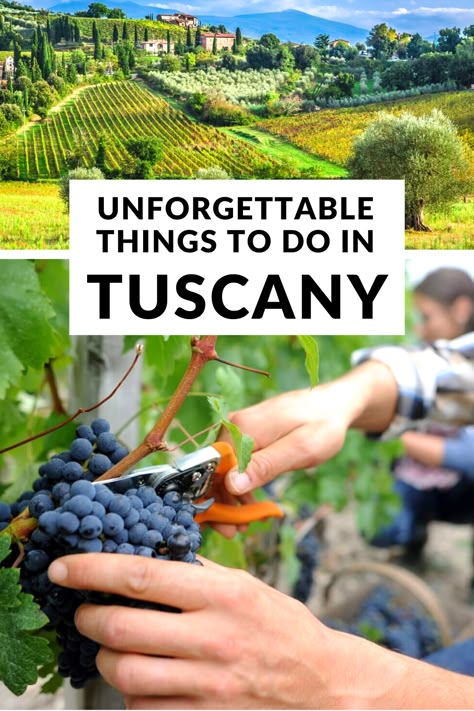 Vineyards In Tuscany Italy, Best Wine Tours In Tuscany, Tuscany Must Do, Best Things To Do In Tuscany, Vineyards In Italy, Tuscany Things To Do, Winery In Italy, What To Do In Tuscany Italy, Wineries In Tuscany Italy