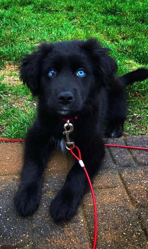 Husky + Golden Retriever + Boxer 21 Adorable Husky Mixes You Need To Pet Before You Die Golden Retriever Husky, Golden Retriever Mix, Blue Merle, Puppy Care, Retriever Puppy, Cute Dogs And Puppies, Golden Retrievers, Baby Dogs