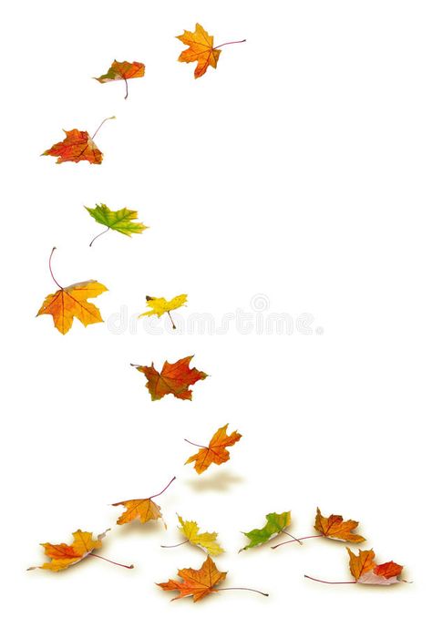 Maple leaves falling. Maple autumn leaves falling to the ground, on white backgr , #sponsored, #falling, #leaves, #Maple, #autumn, #background #ad Ground Drawing, Maple Leaf Tattoos, Fall Leaves Tattoo, Autumn Leaves Falling, Leaves On The Ground, Leaves Falling, Flower Tattoo Shoulder, Leaves Illustration, Leaf Images