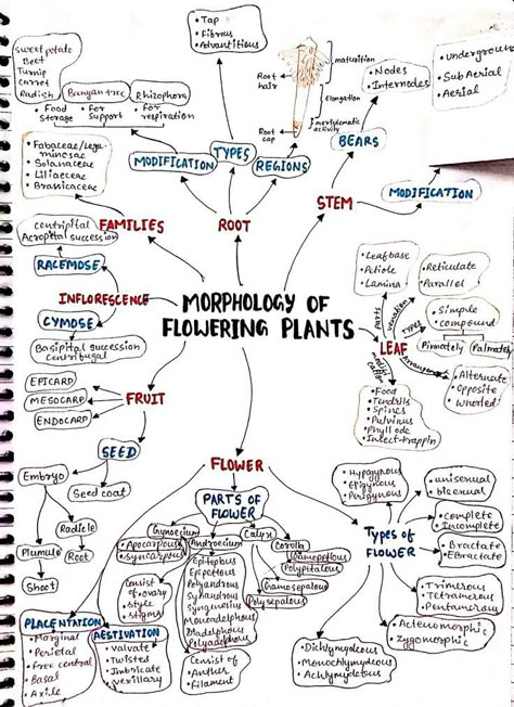 Biology hand written notes morphology of flowering plants Botany by Prof Asadullah Mastoi aka Chemical Asad Neet Flow Charts, Neet Study Material, Morphology Of Flowering Plants Mind Map, How To Make Short Notes For Neet, Neet Biology Mind Maps, Neet Biology Flashcards, Biology Neet Tricks, Morphology Of Flowering Plants Notes, Morphology Of Flowering Plants