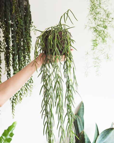 Plant Blogger and Lover on Instagram: “Mister wild guy!  The Hoya linearis, who is growing like crazy! It stands in my bookshelf (until I can decide what it's permanent spot will…” Hoya Linearis, Plant Styling, My Bookshelf, Vertical Garden Indoor, Plant Wishlist, Macrame Plant Hanger Tutorial, Plant Mama, Hanging Planters Indoor, Hanging Plant Wall