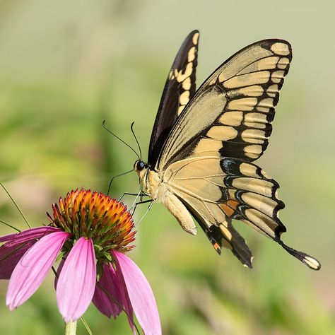 Butterflies Reference Photo, Butterfly Zoomed In, Butterfly Front View, Butterfly Reference Photos For Artists, Butterfly Landing On Hand, Most Beautiful Butterfly Photography, Butterfly On Flower Photography, Butterfly Reference Photo, Butterfly From The Side