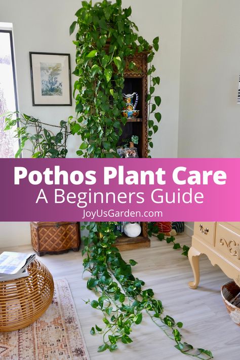 Pothos Leaves Turning Yellow, Golden Pothos Care, Pothos Propagation, Hanging Houseplants, Pathos Plant, Pothos In Water, Pothos Varieties, Inside House Plants, Pothos Care