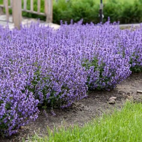 Nepeta – Cat’s Pajamas Catmint Globe Arborvitae, Foundation Plants, Proven Winners Perennials, Cats Pajamas, Shrubs For Landscaping, Blooming Perennials, Flower Species, Prayer For Forgiveness, Southern Living Plant Collection