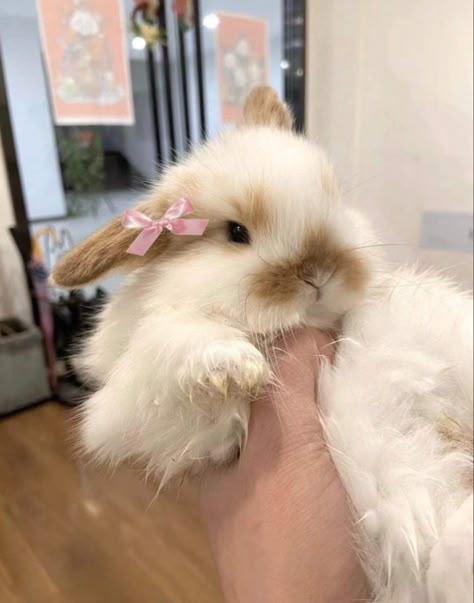 Tiny Baby Animals, Mini Lop Bunnies, Pet Bunny Rabbits, Dream Pet, Cute Bunny Pictures, Cute Small Animals, Image Chat, Bunny Pictures