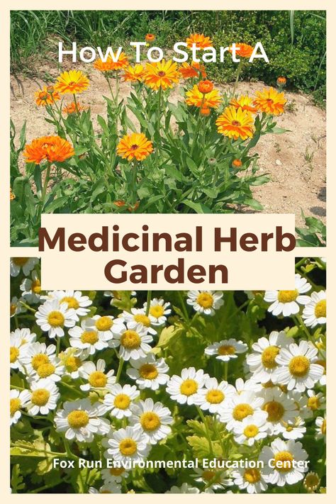 Medical Herb Garden, Medicinal Herb Garden, Chronic Headaches, Medicine Garden, Herbal Tea Garden, Medicinal Herbs Garden, Medical Herbs, Medicinal Herb, Healing Garden