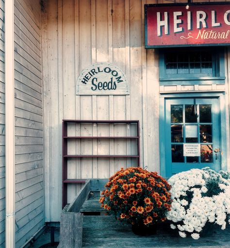 #Wethersfield, you are what my fall dreams are made of. Soaking up as much of fall as we still can before heading into holiday mode! The pumpkins haven’t rotted yet!!! My fall girly vibe continues 🫶🏻🍂 📍 @heirloommarket / @luckylousct / Around Town 🗺️ Wethersfield, Connecticut #visitconnecticut #connecticut #wheelsupwhitney #takingtrips #traveling #roadtrips #gilmoregirls #hallmarktowns #ct #wethersfieldct Visit Connecticut, I Fall, Connecticut, Pumpkins, Road Trip, This Is Us, On Instagram, Instagram