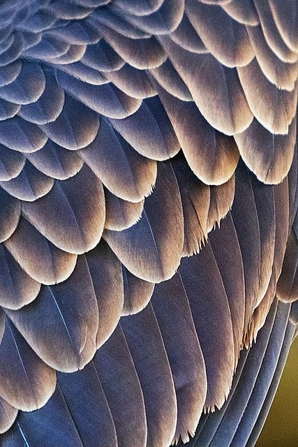 Day 1015: Feather Dis, Feather Dat | Flickr - Photo Sharing! Feathers Close Up, Birds Feathers, Feathers Photography, Feather Photo, Feather Texture, Feather Photography, Eagle Design, Goose Feathers, Bird Wings