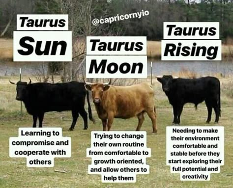 Taurus Ascendant, Zodiac Leo Art, Taurus Zodiac Quotes, Taurus Rising, Taurus Memes, Sun Moon And Rising, Taurus Sun, Sun Moon Rising, Taurus Moon