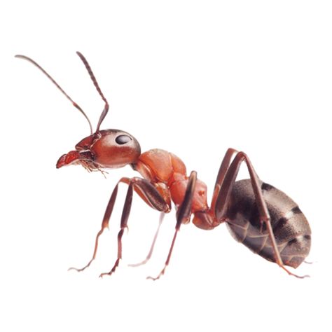 Types Of Ants, Red Ant, Ant Colony, Ant Control, Rid Of Ants, Ant Killer, Get Rid Of Ants, Bees And Wasps, Termite Control