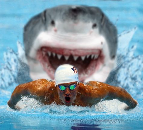 With training like this, no wonder Ryan Lochte won gold. #sharkweek Olympic Winners, Swim Quotes, Swimming Funny, Swimming Motivation, Happy Shark, Swimming Pictures, Swimmers Life, Funny Sports Pictures, Swimming Quotes