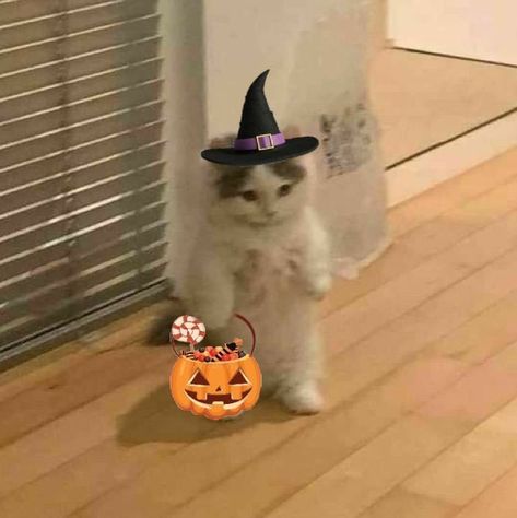 Halloween Cute Pfp, Halloween Pfp Cute, Cute Cat Pfp, Standing Cat, Halloween Pfp, Cat Profile, Cat Pfp, Cute Pfp, Halloween Cute