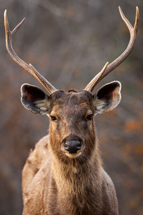 Male Sambar deer or Rusa unicolor portrait with long horn by Sourabh Bharti / 500px Sambar Deer, Male Deer, Long Horn, Horn, Goats, Deer, Art Photography, Animals, Art