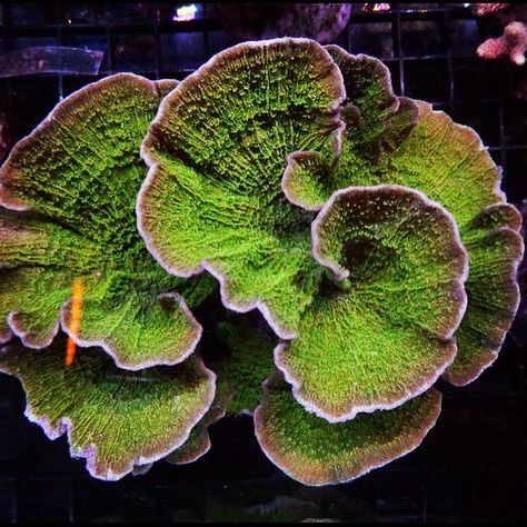 Montipora coral Lettuce Coral, Coral Reef With Fish, Coral Pictures, Coral Reef From Above, Coral Reef Art, Coral Reef Ecology, Ocean Plants, Sps Coral, Hard Coral