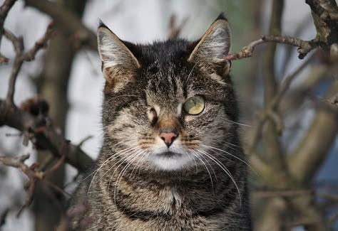 Adopting Feral Cats: Tips to Integrate Wild Cats Into Your Home Indoor Outdoor Cat, Warrior Cats Ocs, One Eyed Cat, Aggressive Animals, Pet Finder, Cats Images, Cat Poses, Cat References, Feral Cat