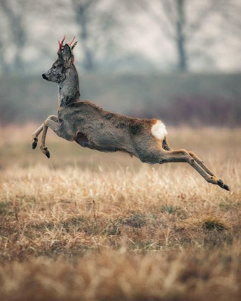 BBC Earth en Instagram: “Jumping headfirst into Spring 🦌⁣ ⁣⁣ #EarthCapture by @adam_forys⁣⁣ ⁣⁣ Male roe deer (Capreolus capreolus) are easily identified by their…” Deer Jumping, Game Tattoo, Bbc Earth, Flora Y Fauna, Roe Deer, Monster Design, Into The Woods, Wild And Free, Wildlife Photography