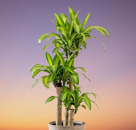 Corn Palm (Corn Plant) | Dracaena fragrans Indoor Care and Problems Corn Plant Indoor Care, Corn Plant Indoor, Dracaena Fragrans, Growing Corn, Dracaena Plant, Tropical Africa, Bright Indirect Light, Corn Plant, Plant Indoor