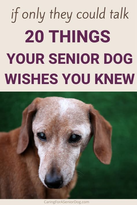 Dog Last Day, Senior Dog Care, Senior Dogs Care, Elderly Dogs, Dog Advice, Dog Remedies, Dog Health Tips, Most Popular Dog Breeds, Senior Dogs