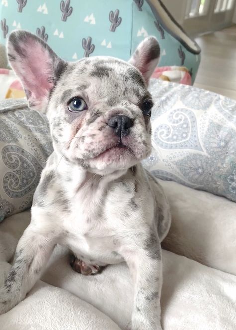 French Bulldog Blue Merle, Speckled French Bulldog, Frenchie Merle, Blue Merle French Bulldog, Merle Frenchie, Cute Frenchies, Frenchies Puppies, Puppy Frenchie, Frenchie Puppies