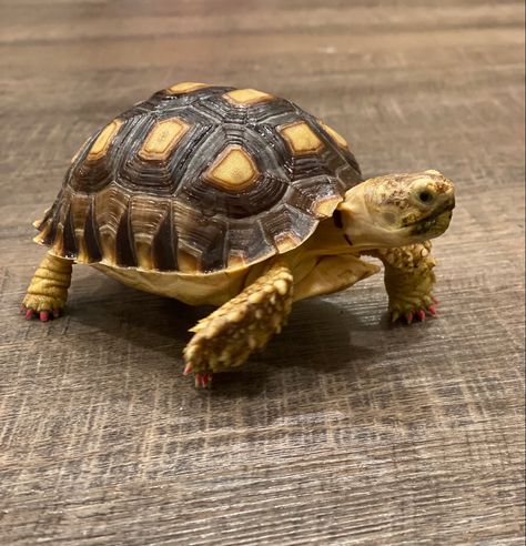 Tortoise Images, Hermes Altar, Tortoise Photography, Turtle Reference, Pokemon Redesign, Turtle Top, Loggerhead Turtle, Baby Tortoise, Desert Tortoise