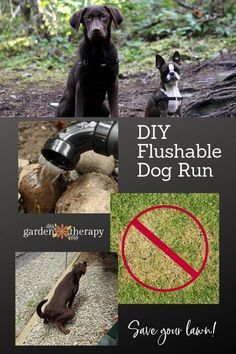 Build a DIY Flushable Dog Run and Save Your Lawn! Dog Run Ideas, Diy Dog Run, Backyard Dog Area, Dog Potty Area, Kennel Ideas Outdoor, Building A Dog Kennel, Dog Friendly Backyard, Dog Backyard, Build A Dog House