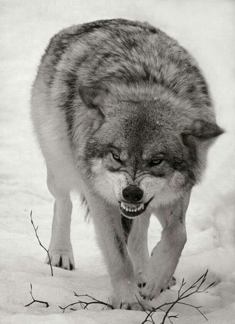 Wolf World, Wolf Photography, Wolf Photos, Wolf Love, Wild Wolf, Wolf Pictures, Wolf Spirit, Beautiful Wolves, Wolf Tattoos