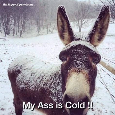 Cold Humor, Cold Weather Funny, Winter Humor, Cute Donkey, A Donkey, Funny Girl, Animal Pics, Animal Jokes, Donkeys