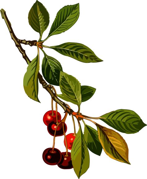 Sour cherry tree 2 (low resolution) by @Firkin, From a drawing in 'Medizinal-Pflanzen', Franz Eugen Köhler, 1887. Version for those needing a small file size and can sacrifice resolution., on @openclipart Sour Cherry Tree, Cherry Drawing, Cherry Plant, Cherry Leaf, Plant Kitchen, Watercolor Fruit, Illustration Botanique, Leaf Drawing, Fruit Illustration