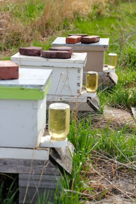 How to Get Started with Honeybees | The Prairie Homestead The Prairie Homestead, Prairie Homestead, Keeping Bees, Backyard Bee, Raising Bees, Bees And Honey, Backyard Beekeeping, Bee Stuff, The Bees Knees