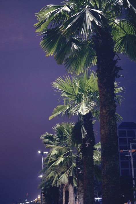 palm trees | Pattaya | Jomtien Beach at night | Thailand Pattaya Photography, Pattaya Beach, Jazz Fusion, Beach At Night, Thailand Beaches, Type Art, Beach Night, Fun Life, Blue Night