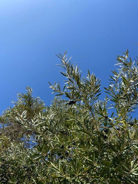 Olive Tree Aesthetic Wallpaper, Olive Grove Aesthetic, Olive Girl Aesthetic, Olive Trees Aesthetic, Olive Branch Aesthetic, Olive Tree Aesthetic, Olive Aesthetic, Summer Tree, Earthly Delights