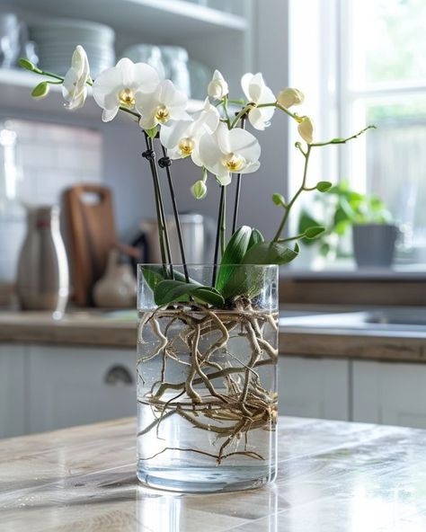 Most folks do this wrong. The right way to grow orchids in water successfully Diy Orchids, Water Plants Indoor, Plants Grown In Water, Grow Orchids, Repotting Orchids, Orchids In Water, Indoor Orchids, Orchid Vase, Orchid Plant Care