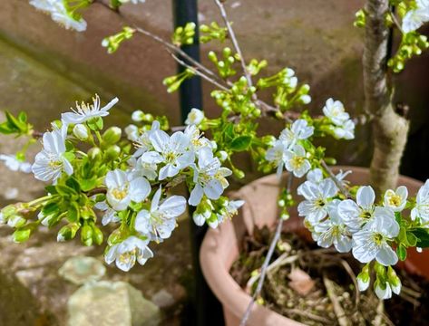 How to Grow Cherry Trees in Pots - Backyard Boss Sour Cherry Tree, Grow Garlic Indoors, Growing Cherry Trees, How To Grow Cherries, Backyard Boss, Trees In Pots, Grow Garlic, Pot Image, Japanese Cherry Tree