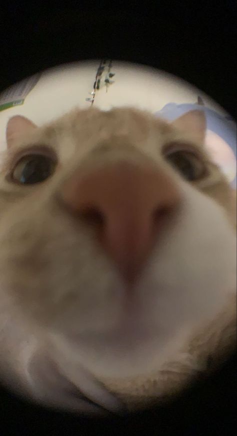 Cat Fisheye Lens Pfp, Anime Pfp Fisheye, Fish Eye Cat Pfp, Fish Lense Pfp, Fish Eye Cat Pics, Cat Fish Eye Lens, Funny Cat Pictures Aesthetic, Cat Fisheye Lens, Eye Fish Pfp