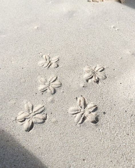 Beach Core, Beach Icon, Beach Flowers, Hawaii Beaches, Sand Art, Beige Aesthetic, Island Girl, Summer Pictures, Beach Aesthetic