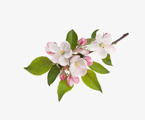 Apple Blossom Tattoos, Apple Blossom Flower, Flower Png Images, Flower Painting On Canvas, Apple Flowers, Apple Blossoms, Blossom Tattoo, Apple White, Pink Apple