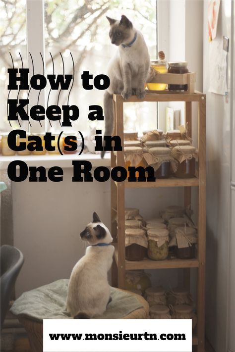 Cat Area Ideas Indoor, Cat Rooms Indoor Aesthetic, Space For Cats Ideas, Cat Cage Decoration Ideas, Bedroom With Cats Ideas, Cat Areas In House, Home Office Cat Friendly, Home Office And Cat Room, Cat Proof Room