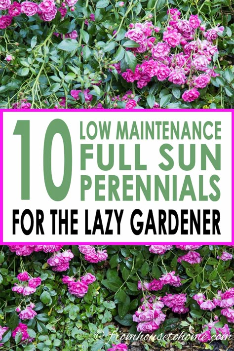 GREAT list of full sun perennials that are perfect for flower beds in a front yard or backyard garden. #fromhousetohome #perennials #gardeningtips #gardenideas #lowmaintenancegarden #sunperennials #summerinspiration Full Sun Garden, Full Sun Perennials, Easy Plants To Grow, Full Sun Plants, Sun Perennials, Sun Garden, Sun Plants, Low Maintenance Garden, Low Maintenance Plants