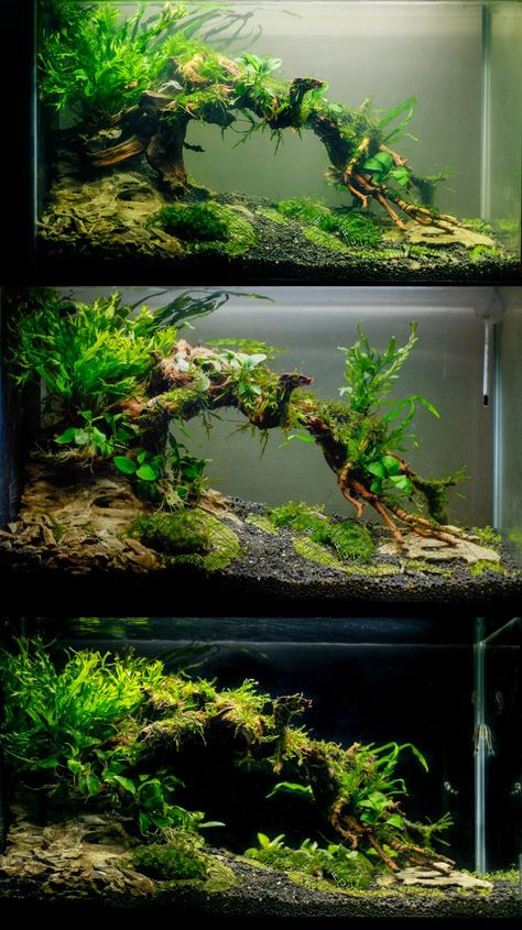 Underwater Fairy Garden, 5 Gallon Aquascape Ideas, 55 Gallon Aquascape, Natural Aquarium Ideas, Shrimp Tank Ideas, Best Aquarium Fish, Aquascaping Ideas, Aquascape Ideas, Aquarium Inspiration