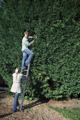 Leyland cypress (X Cupressocyparis leylandii) is a hybrid resulting from a cross between Monterey cypress and nootka false cypress.  Many homeowners use this fast-growing, emerald evergreen for ... Outdoor Privacy Ideas, Leland Cypress, Ficus Hedge, Leyland Cypress Trees, Privacy Hedges, Giant Arborvitae, Hedge Plants, Tree Types, Monterey Cypress