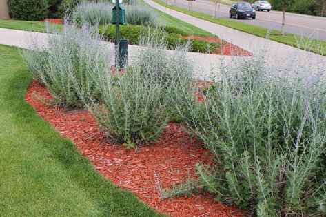 Russian Sage Border, Crazy Blue Russian Sage, Sage Bush, Front Flower Beds, Russian Sage, Hillside Garden, Herb Gardens, Companion Plants, Purple Plants